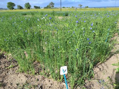 Click for 1 image(s) for this accession.